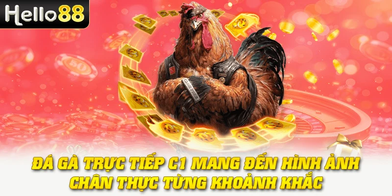Đá Gà Trực Tiếp C1 - Nơi Hội Tụ Những Chiến Kê Mạnh Mẽ Nhất 4 Đá gà trực tiếp C1 mang đến hình ảnh chân thực từng khoảnh khắc